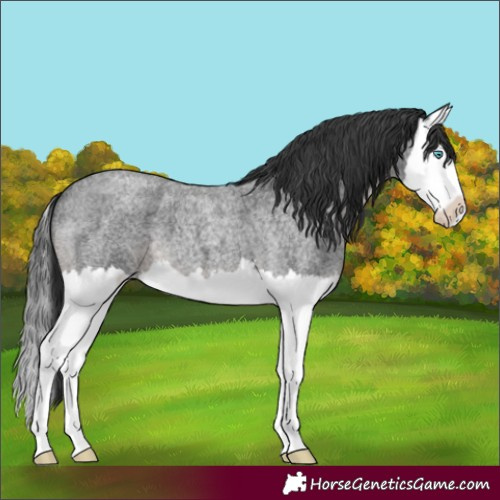 Horse Color:Blue Roan Splash