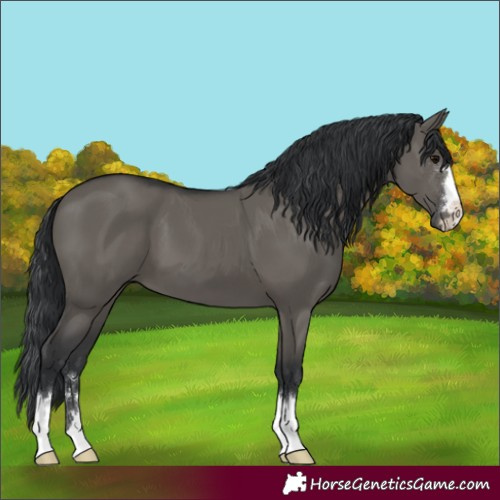 Horse Color:Grullo 