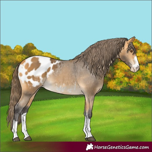 Horse Color:Buckskin Blanket 