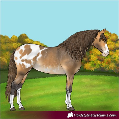 Horse Color:Buckskin Appaloosa 