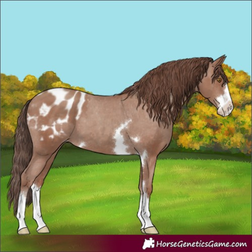 Horse Color:Classic Champagne Appaloosa