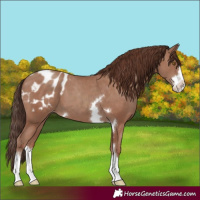 Horse Color:Classic Champagne Appaloosa 