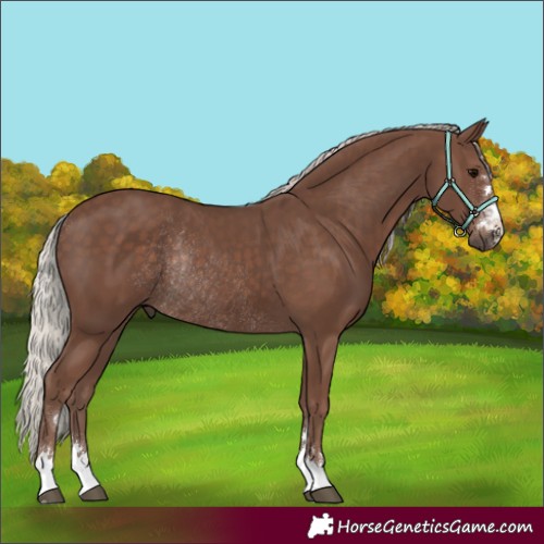 Horse Color:Silver Black Rabicano 