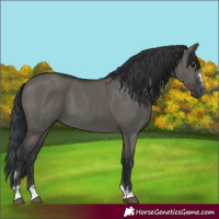 Horse Color:Grullo