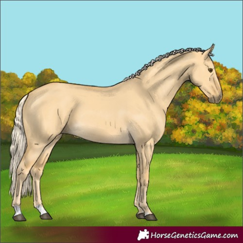 Horse Color:Palomino Dun