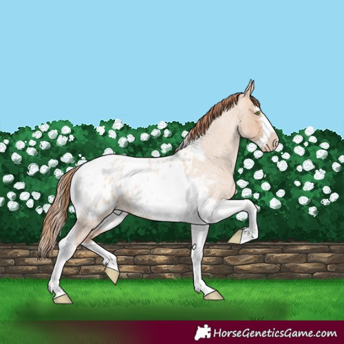 Horse Color:Gold Champagne Roan Dun Splash Tobiano Frame Appaloosa Rabicano 