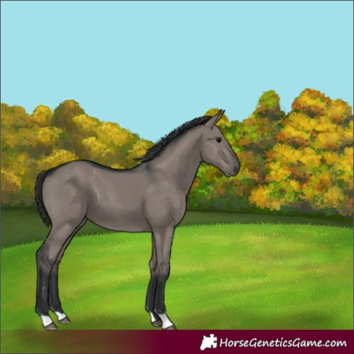Horse Color:Grullo 