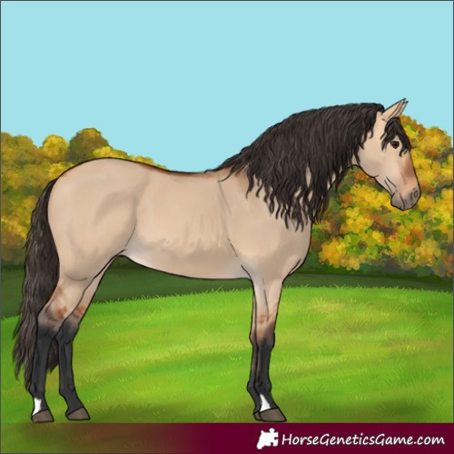 Horse Color:Bay Dun 