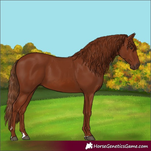 Horse Color:Chestnut 
