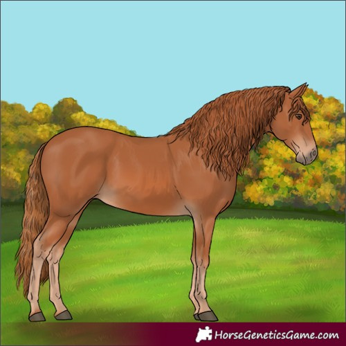 Horse Color:Chestnut 