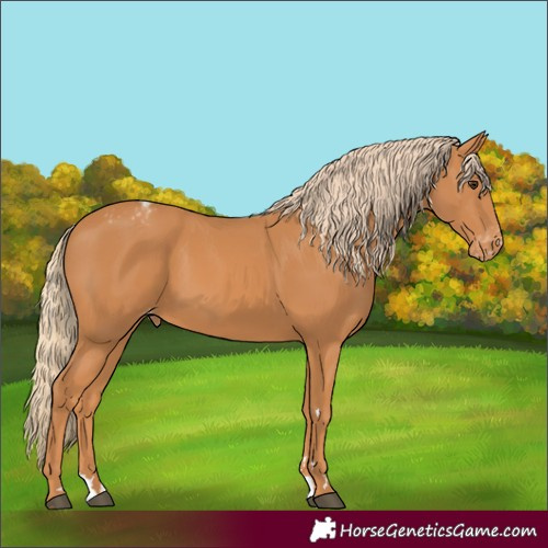Horse Color:Chestnut Appaloosa 