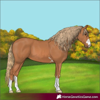 Horse Color:Chestnut 
