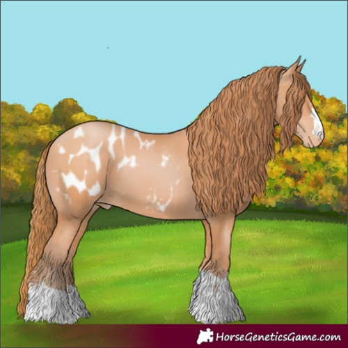 Horse Color:Bay Pearl Appaloosa 