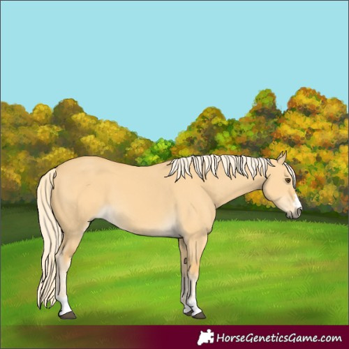 Horse Color:Palomino Dun 