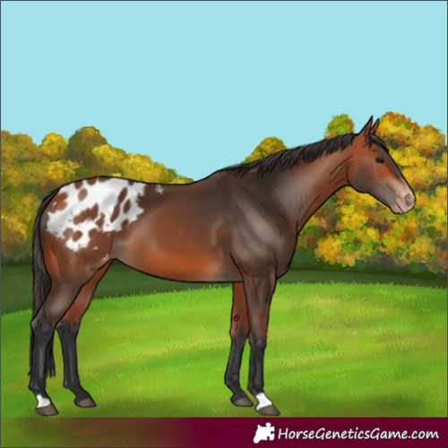 Horse Color:Bay Appaloosa 
