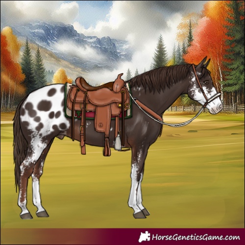 Horse Color:Liver Chestnut Sabino Appaloosa 