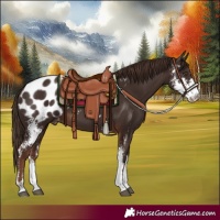 Horse Color:Liver Chestnut Sabino Appaloosa 