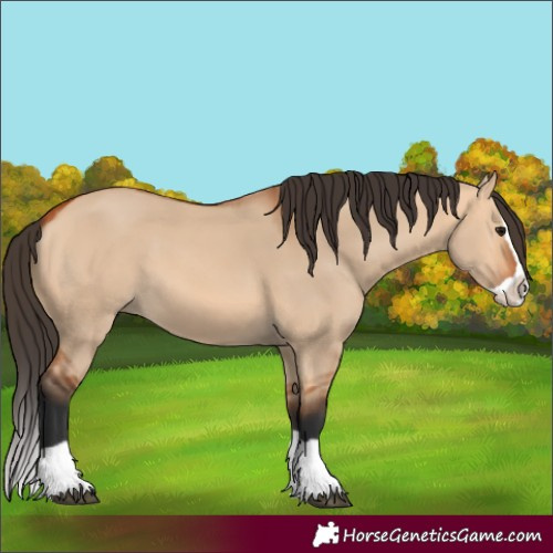 Horse Color:Bay Dun Splash 