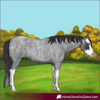 Horse Color:Blue Roan Splash