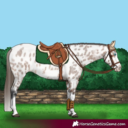 Horse Color:Bay Roan Splash Frame Near Leopard 