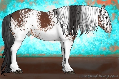 Horse Color:White Spotted Bay 