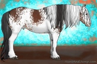 Horse Color:White Spotted Bay 