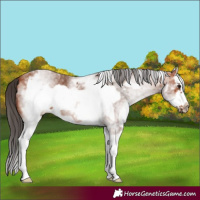 Horse Color:White Spotted Bay Splash Frame