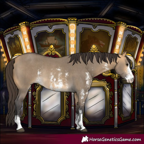 Horse Color:Buckskin Dun Sabino Rabicano 