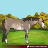 Horse Color:Buckskin Dun Sabino Rabicano 