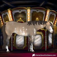 Horse Color:Buckskin Dun Sabino Rabicano