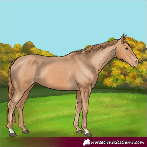 Horse Color:Chestnut Varnish