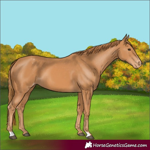 Horse Color:Chestnut Appaloosa