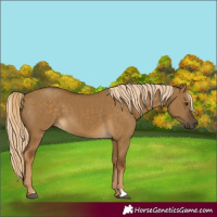 Horse Color:Chocolate Palomino Dun 
