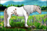 Horse Color:Chestnut Tobiano Appaloosa