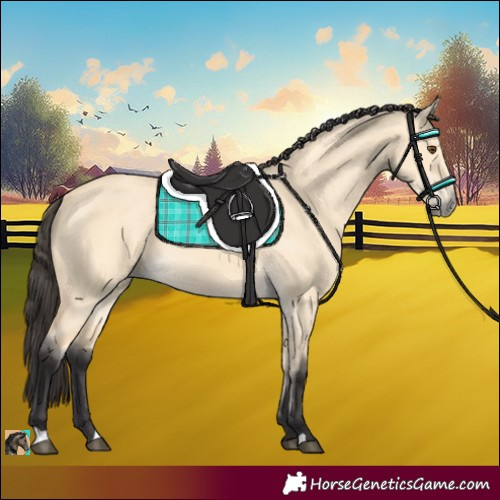 Horse Color:Buckskin Dun 