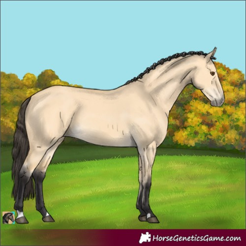 Horse Color:Buckskin Dun 