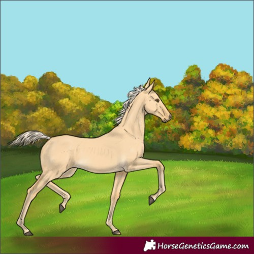 Horse Color:Palomino Dun 