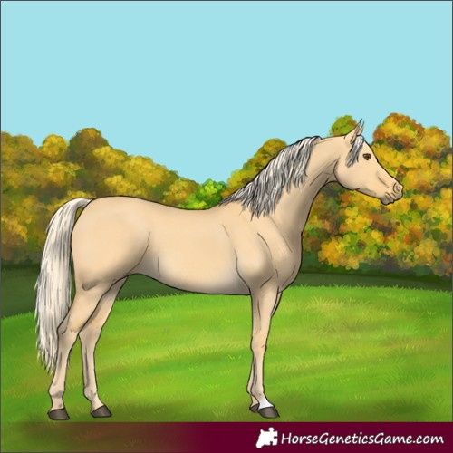 Horse Color:Palomino Dun 