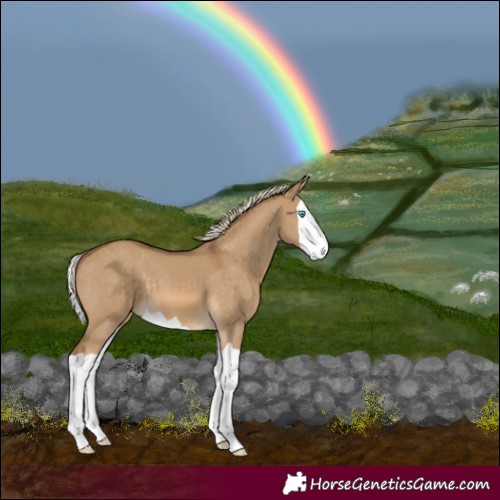 Horse Color:Chocolate Palomino Dun Splash 