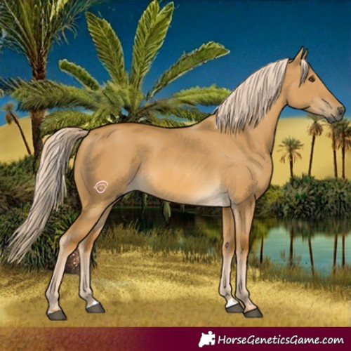 Horse Color:Gray Palomino Dun 
