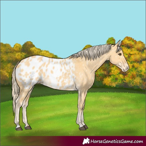 Horse Color:Palomino Dun Appaloosa 