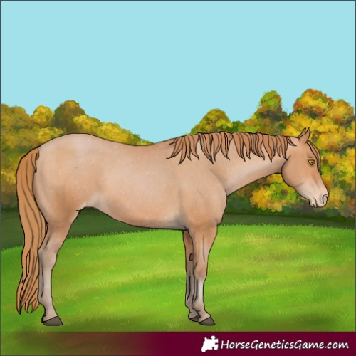 Horse Color:Bay Pearl Appaloosa 