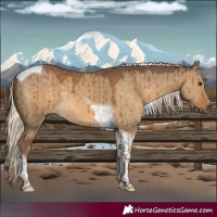 Horse Color:Chocolate Palomino Dun Tobiano Brindle 
