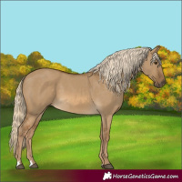 Horse Color:Chocolate Palomino Dun 