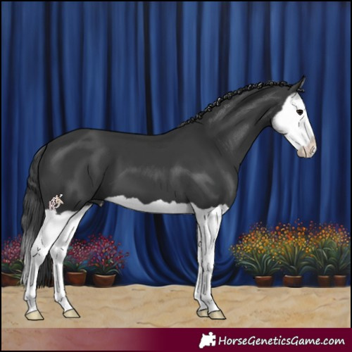Horse Color:Black Splash 