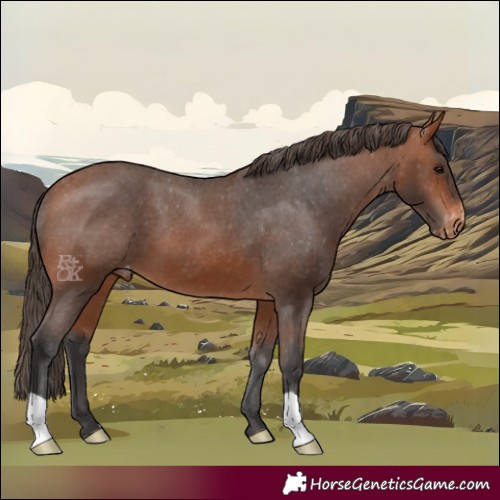 Horse Color:Bay Appaloosa