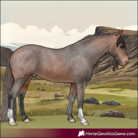 Horse Color:Bay Appaloosa