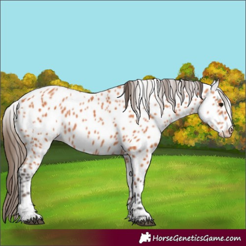 Horse Color:Bay Appaloosa 