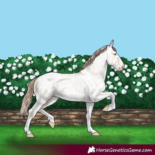 Horse Color:Gold Champagne Roan Dun Splash Tobiano Frame Appaloosa Rabicano 