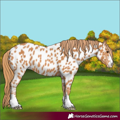 Horse Color:Chestnut Appaloosa 